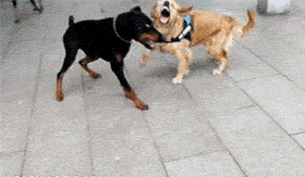 爆笑会动的图片：汪星会武术，狗都拦不住！