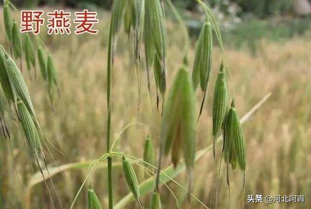 麦田多花黑麦草怎么防除:小麦除草剂元旦前打还是元旦后打？