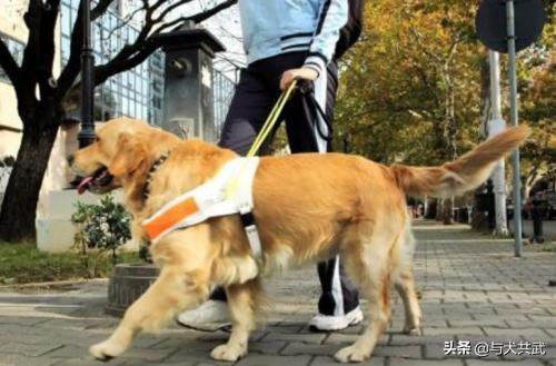 导肓犬小qip电影儿童版:退役后的导盲犬该不该被安乐死？