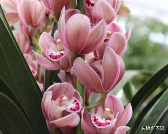 九子大花蕙兰图片大全:大花蕙兰到底什么时候才能开花？怎么做？