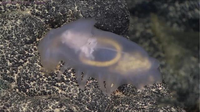 深海狮子鱼:下潜11034米深的马里亚纳海沟，科学家到底发现了什么生物？