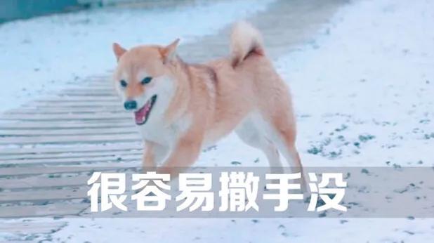 豆柴犬好养吗:网红狗“柴犬”好不好养？