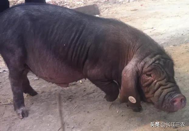香猪养殖前景:村集体牵头养猪形成产业链，请问是养殖藏香猪好还是太湖黑猪好？