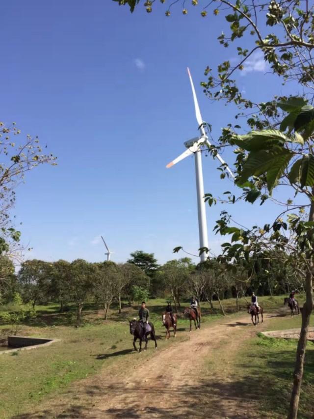 马术教学(马术教学教案)