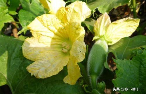大冬瓜幼苗蚜虫怎么防治:露地冬瓜结瓜旺盛时期有哪些稳产措施？