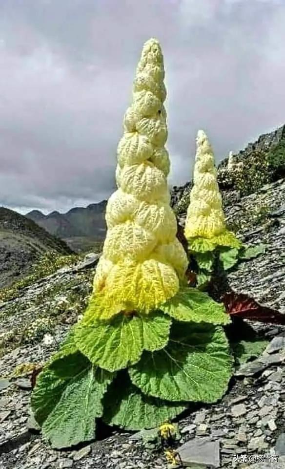为什么历史上雄才大略的皇帝都不是嫡长子？嫡长子为什么比较平庸？