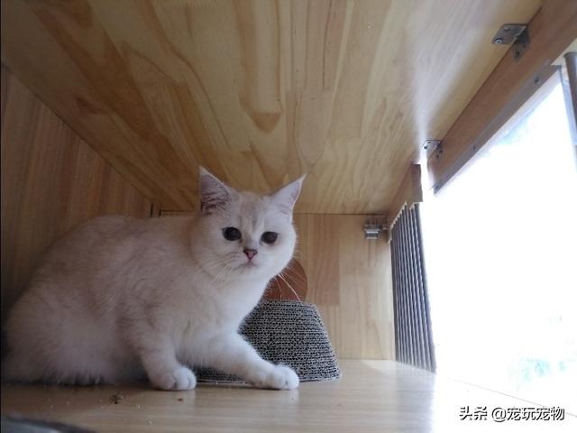 猫爪子好利:猫咪为什么不让摸后爪子？