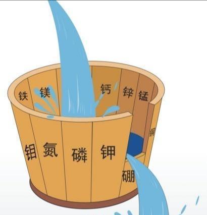 对于果树施肥,有人提出了木桶定律理论,木桶原理又称短板理论,木桶