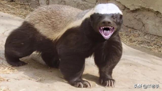 平头哥蜜獾有哪些同类？