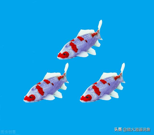 金鱼白点病怎么治:家里的鱼身上老是有白色的点点，是什么原因导致的？
