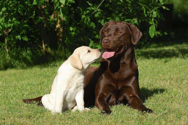 警犬训练内容:如何训练狗狗学会叼东西？