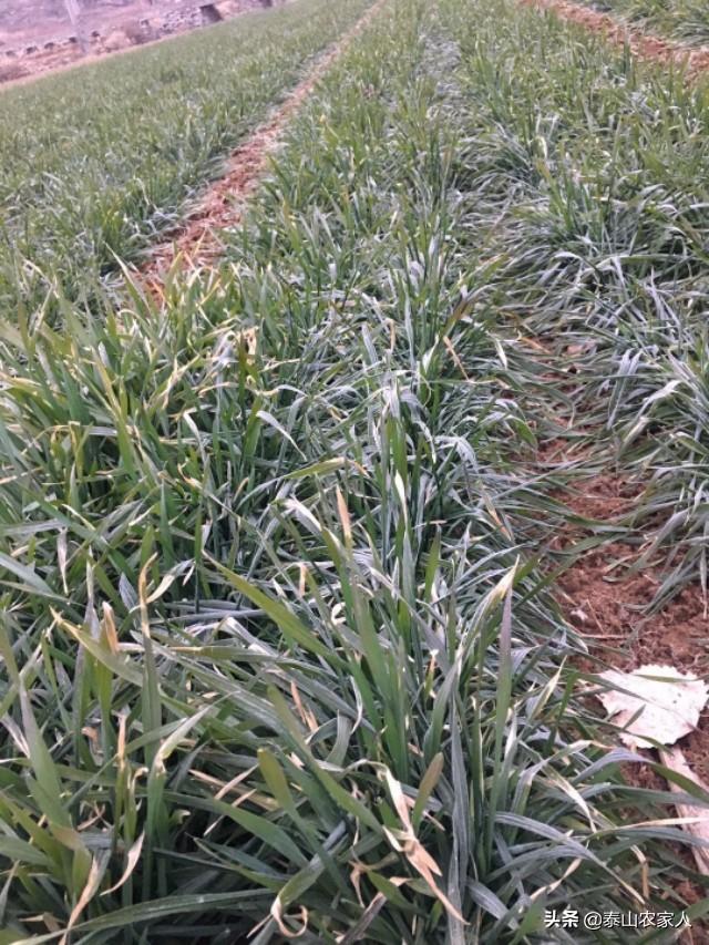 今年下半年雨水多吗(八月初一能预兆旱涝是真的吗，都说“春雨贵如油”，这一段时间雨水多，对小麦生长是好是坏