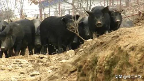 香猪养殖前景:村集体牵头养猪形成产业链，请问是养殖藏香猪好还是太湖黑猪好？