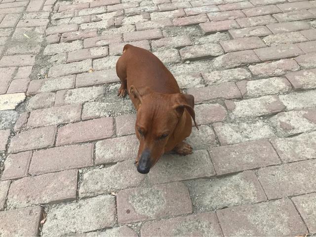 狗狗突然拼命吃草，是怎么回事？插图6