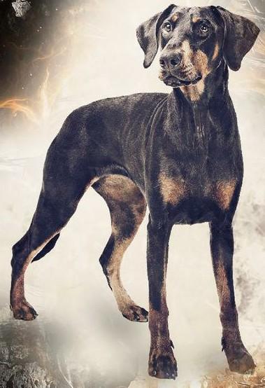 纯种杜宾犬介绍:纯种杜宾犬的特征 这是什么狗和什么狗的串，有杜宾品种吗？