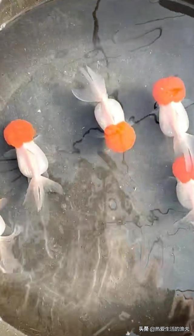 水族疾病:请问观赏鱼在什么季节会出现水霉药？在什么情况下会产生？