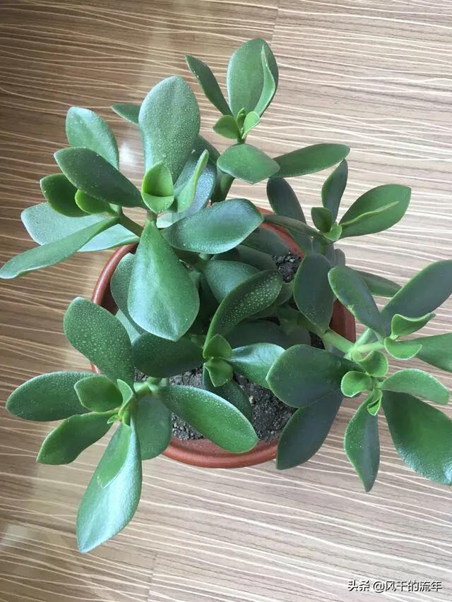 玉树养成盆景的几个技巧，为什么有人养在室内就容易挂掉呢？插图71