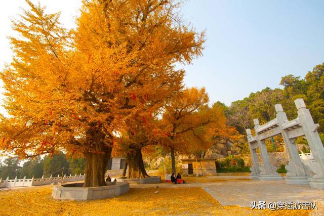 城市 藏獒传奇2:变成“枣庄”的兰陵，为什么一直让人念念不忘？