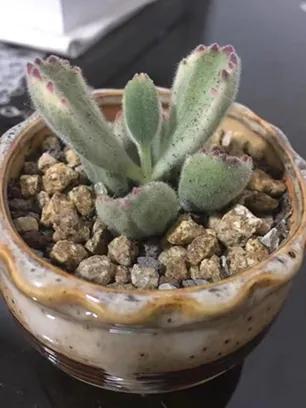 头条问答 毛茸茸的多肉有哪些 我是大宝贝518的回答 0赞