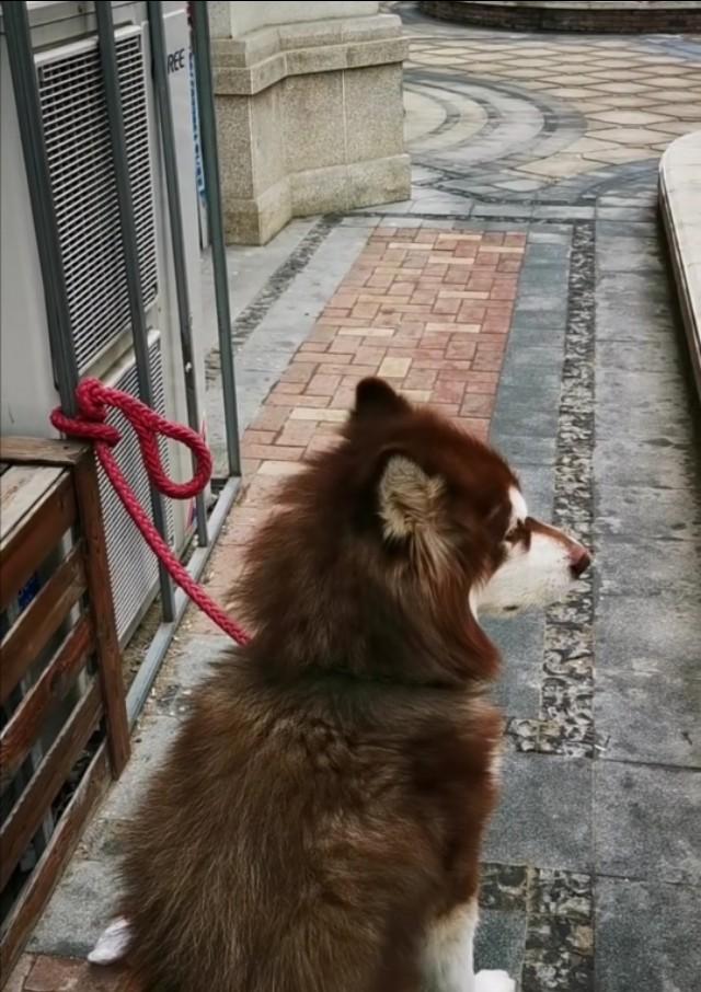 豆柴犬自己盖被子:冬天给狗狗剃毛后，晚上要不要给它盖被子呢？