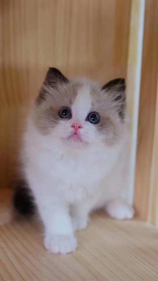 布偶猫吧:有的后院布偶猫为什么比正规猫舍的还好看？