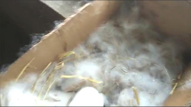 公羊兔与比利时兔杂交:伊拉兔和新西兰兔杂交后代生长如何？ 公羊兔与比利时兔杂交结果怎么样