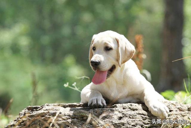 拉布拉多犬图片大全:拉布拉多犬的工作能力怎么样？