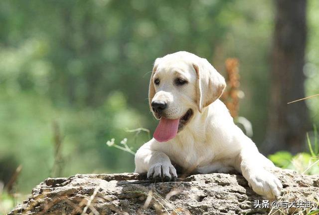 优质的拉布拉多犬性格特征有哪些:拉布拉多犬多大年纪脾气性格才能稳定？ 拉布拉多犬的名字叫什么最好