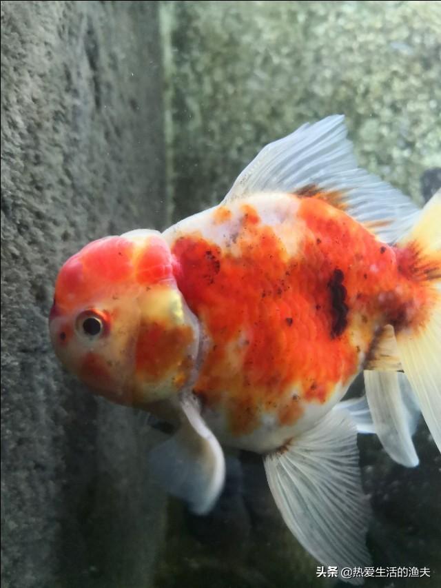 金鱼炸鳞传染其他鱼吗:金鱼可不可以快递？要回家了，可是这养的鱼儿怎么办？