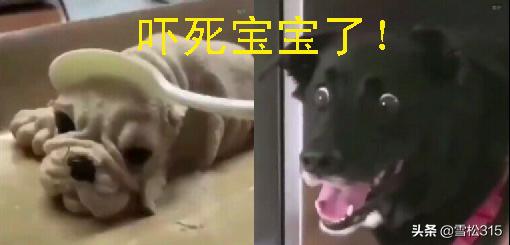 搞笑猫咪和狗狗图片:狗狗有哪些沙雕搞笑照片？ 猫咪亲狗狗的图片