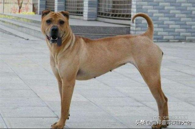 你知道中国名犬有哪些吗?-惠修网