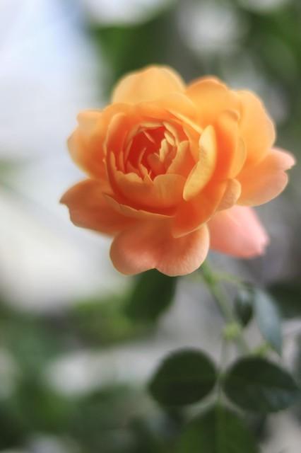 月季花品种介绍:月季花的品种都有哪些 盆栽月季花用什么品种好？