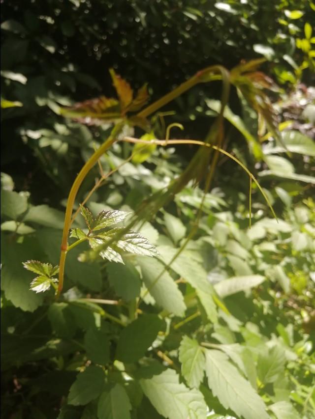 请教网上所谓的中医世家可靠吗？