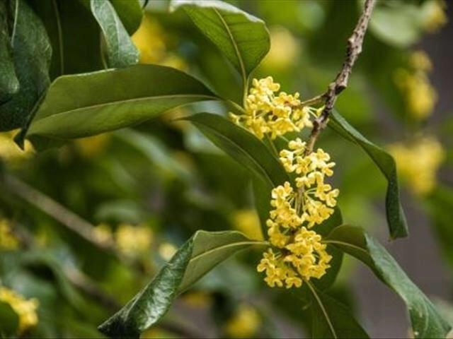 头条问答 - 桂花血桂花好养吗?(27个回答)