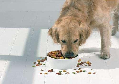 威索狗粮好吗:狗狗吃狗粮，营养真的很好吗？