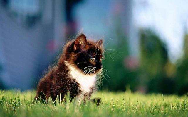 短腿猫的基因缺陷:蓝猫短腿为什么比长腿贵？