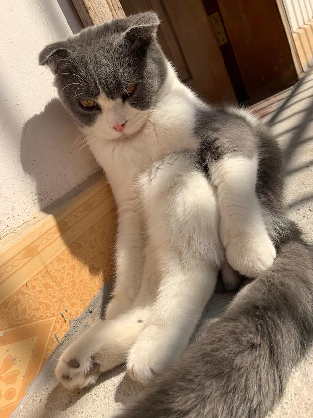 有人只好过折耳猫遗传病么:折耳猫在普通人眼里到底是怎么的一种存在？