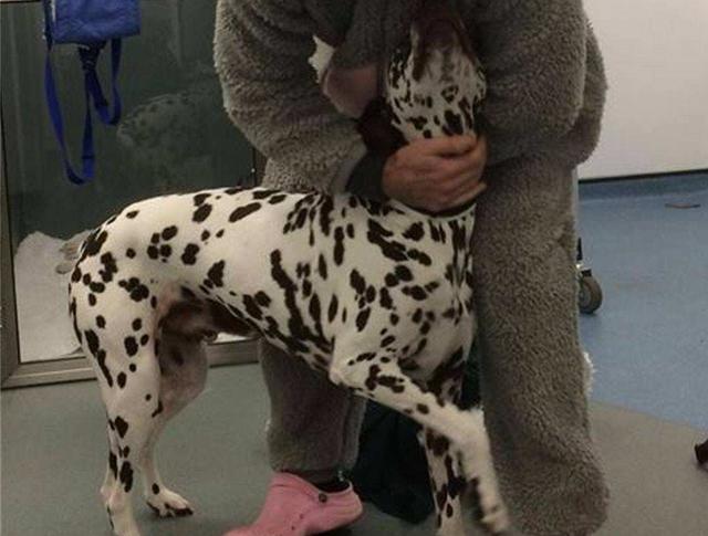 有关于宠物的网站模板:为什么狗狗和猫猫丢了之后还会认得回家的路？ 关于宠物主题的网站设计