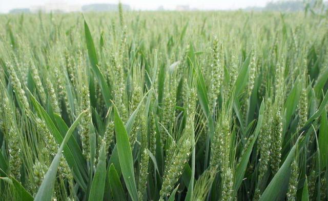 头条问答 - 小麦灌浆期可以上农家肥吗?(25个回答)