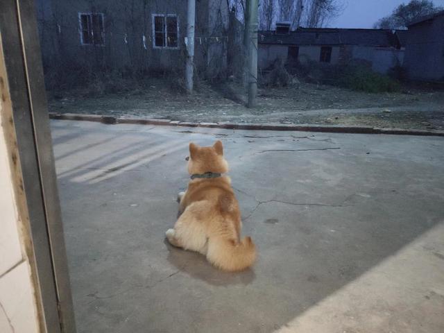 狗狗的图片:狗狗和猫猫你更喜欢哪一种？哪一种才是铲屎官的小棉袄？