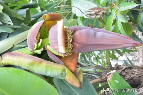 香蕉花可以炒菜吃吗 会不会有涩味 初二的原食餐桌的回答 头条问答