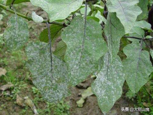 十字花科蔬菜软腐病:十字花科蔬菜软腐病和菌核病的区别 农村种植的大白菜有“烂疙瘩”的情况，如何才能进行有效的防治？