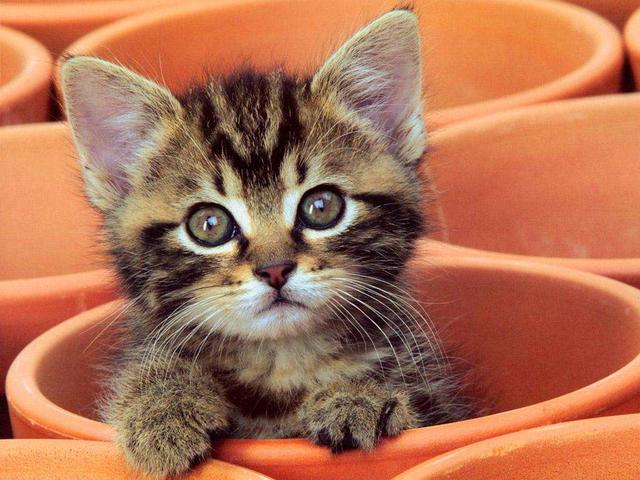 养猫论坛:捡到猫咪怎么给它找主人？