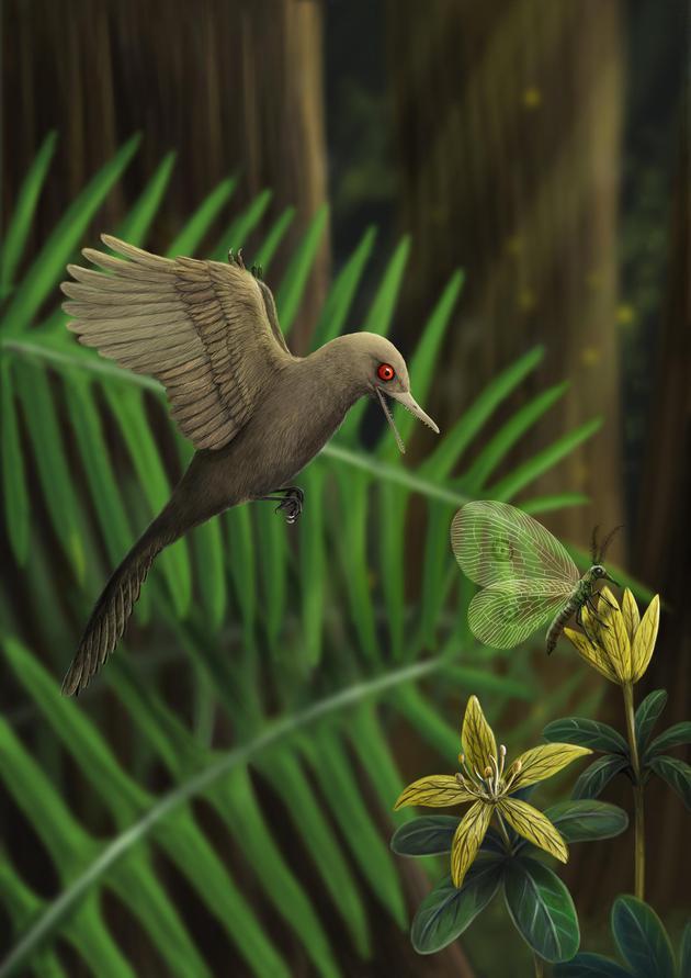 世界上什么恐龙最小，世界上最小的恐龙被发现，它们会是蜂鸟的祖先吗