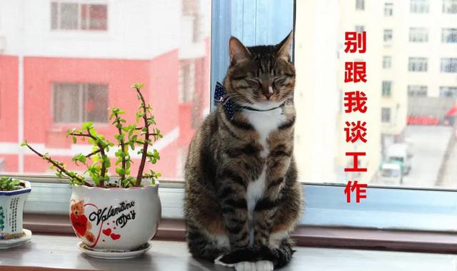 愤怒的猫咪下载:猫咪发怒生气有什么表现？