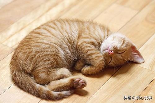 猫皮毛:如何让猫咪的毛长得更好更亮更光滑？