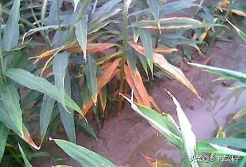 软腐病:小黄姜、姜块出现软腐现象是什么病害？如何提前防止？