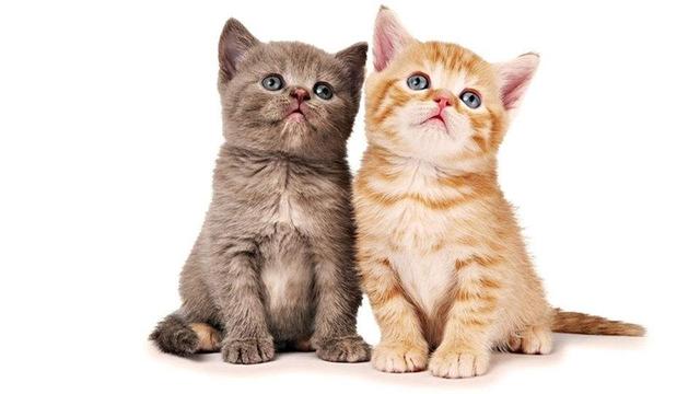 猫咪不乖的作品请:猫咪不乖的全部小说有哪些 我养了一只猫，它很不乖，很凶，我能放弃它吗？