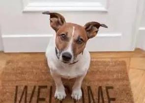 宠物狗知识视频教程:宠物狗剪毛视频教程 怎么在狗狗面前树立起权威？