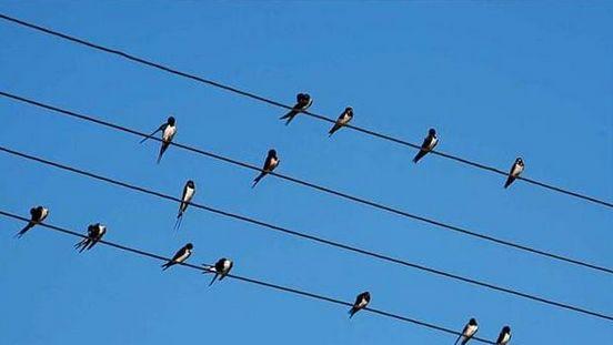 小鸟站在高压线上为什么不会触电，小燕子、麻雀站在高压电线上，怎么不会触电